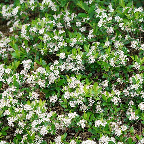 Ground Hug Dwarf Chokeberry