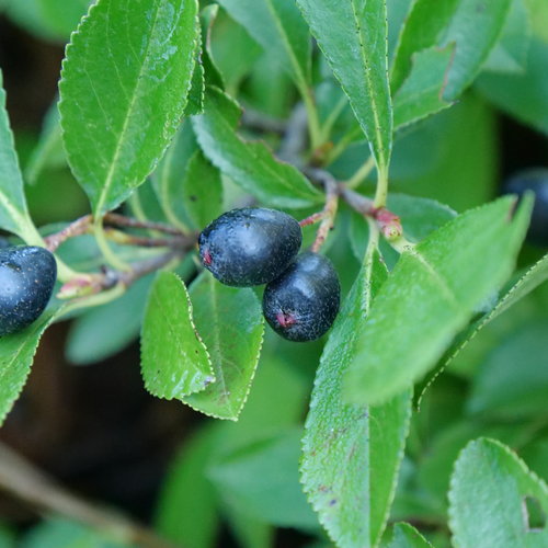 Ground Hug Dwarf Chokeberry