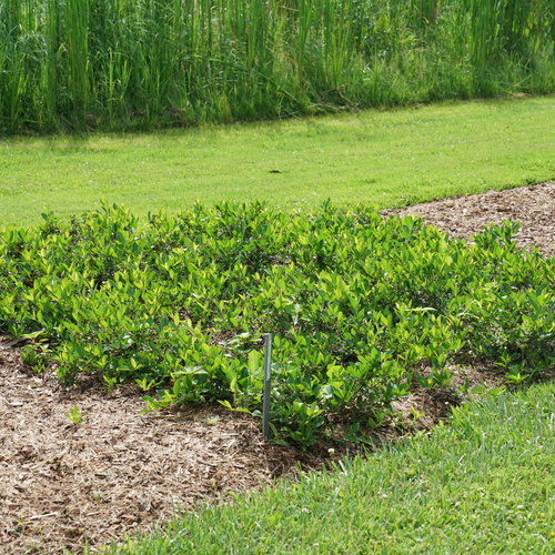 Ground Hug Dwarf Chokeberry