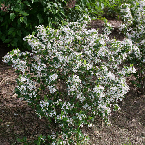 Aronia Chokeberry Lowscape Snowfire