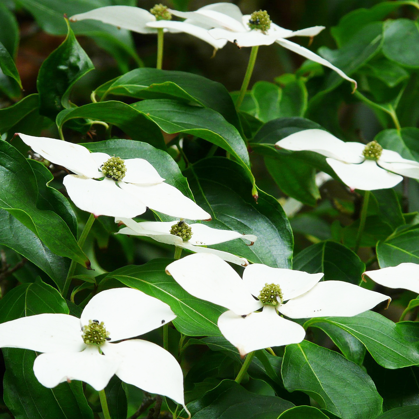 Kousa Dogwood Tree