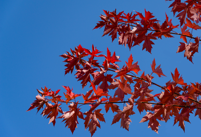 Autumn Blaze Maple