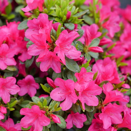 Azalea PM Fuchsia Carpet