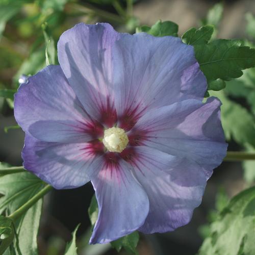 Azurri Blue Satin Rose of Sharon