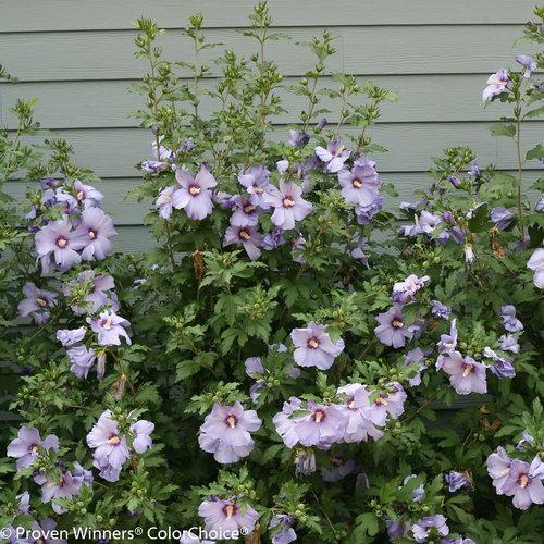 Azurri Blue Satin Rose of Sharon