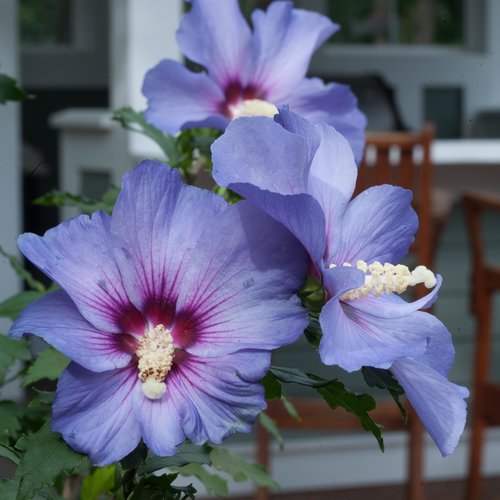 Azurri Blue Satin Rose of Sharon