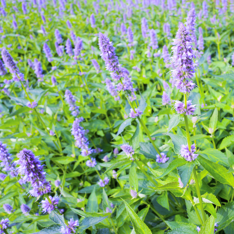 Agastache Blue Fortune