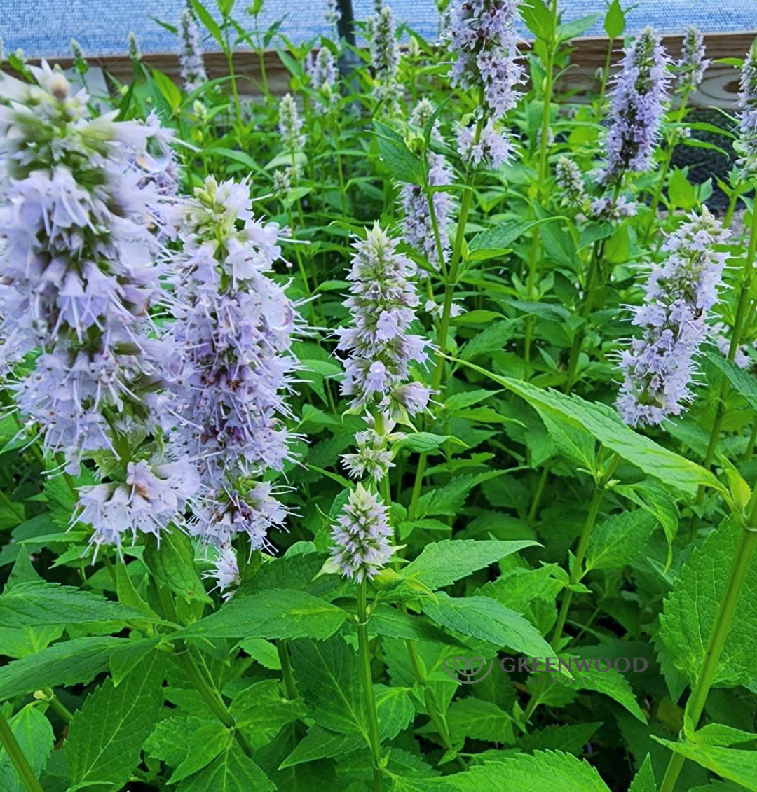 Agastache Blue Fortune