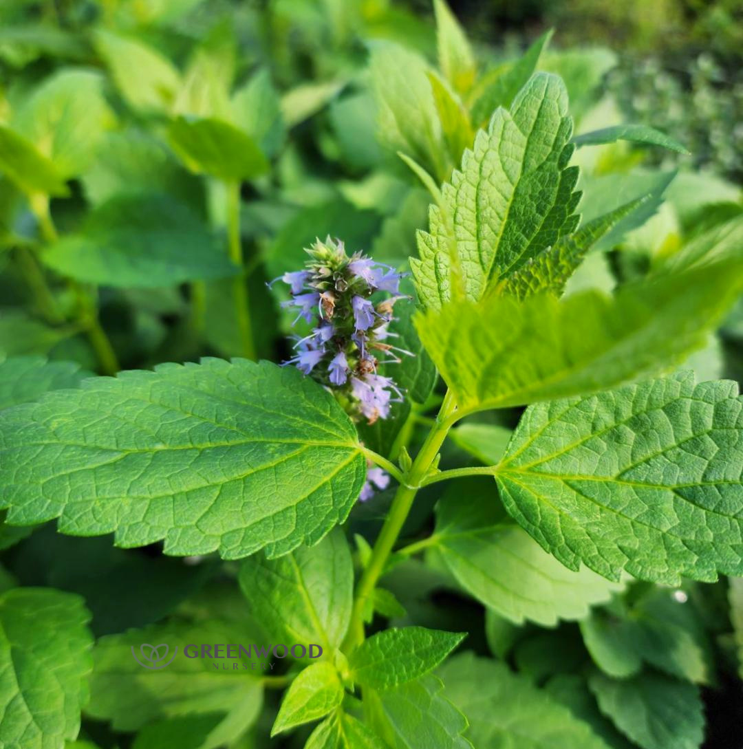 Agastache Blue Fortune