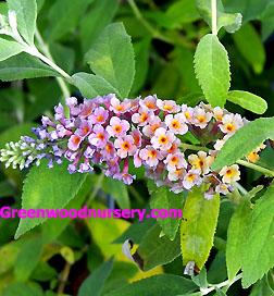 BiColor Butterfly Bush