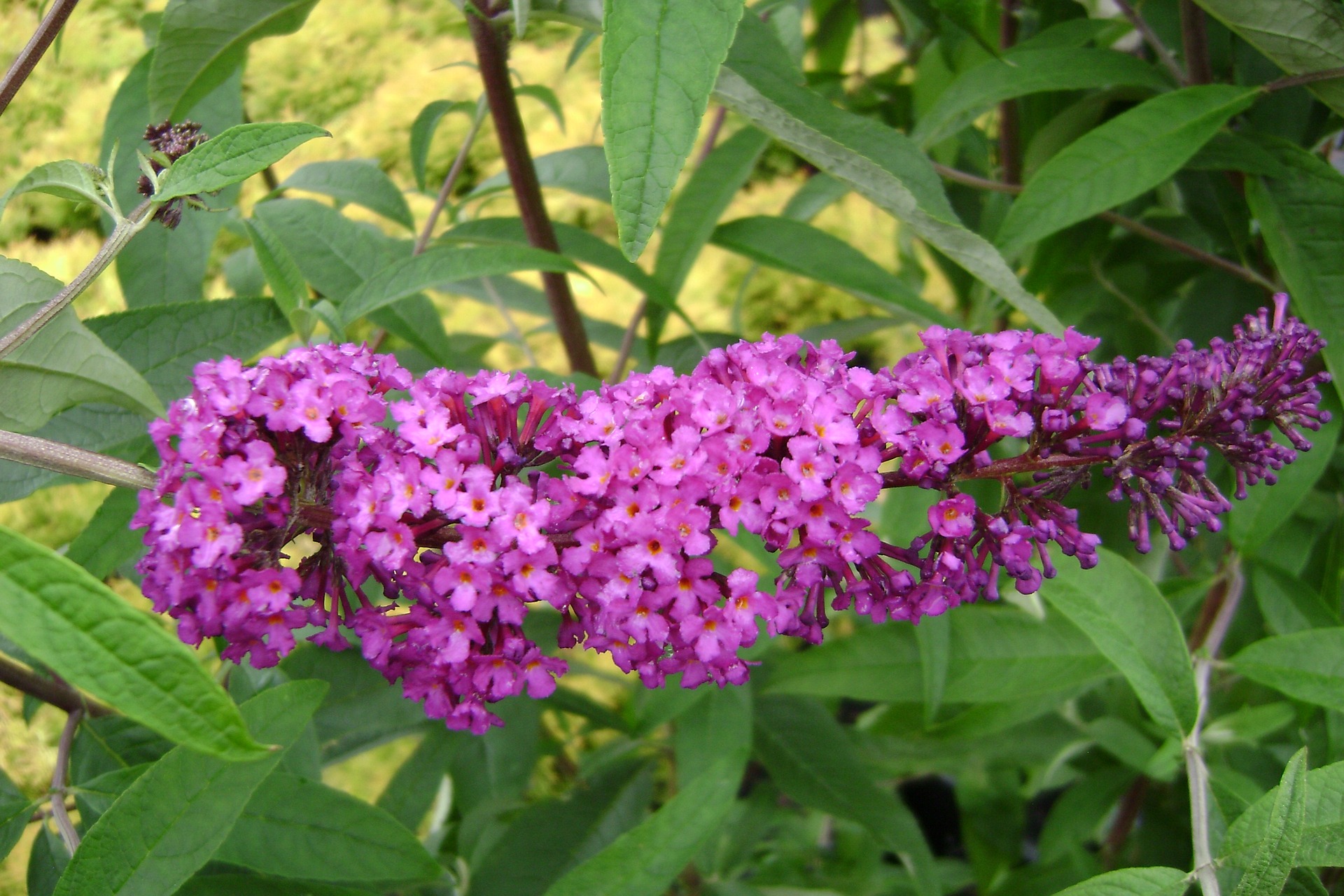 Royal Red Butterfly Bush