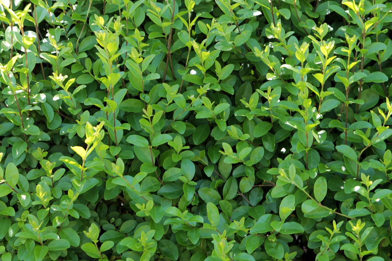 California Privet Shrubs