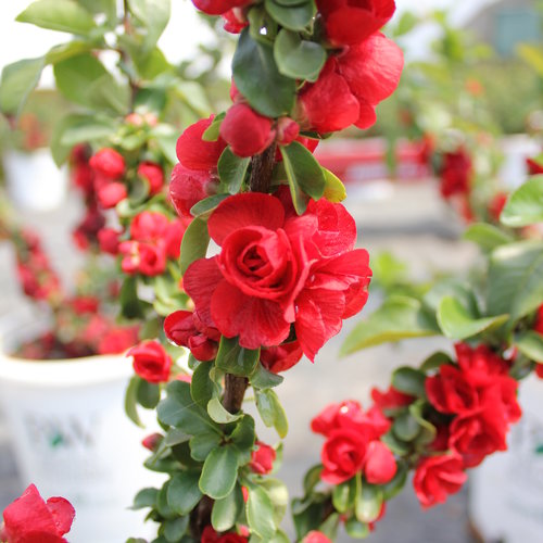 Scarlet Quince | Chaenomeles speciosa