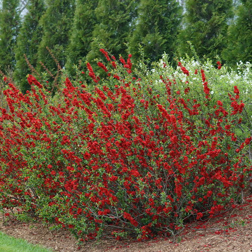 Scarlet Quince | Chaenomeles speciosa