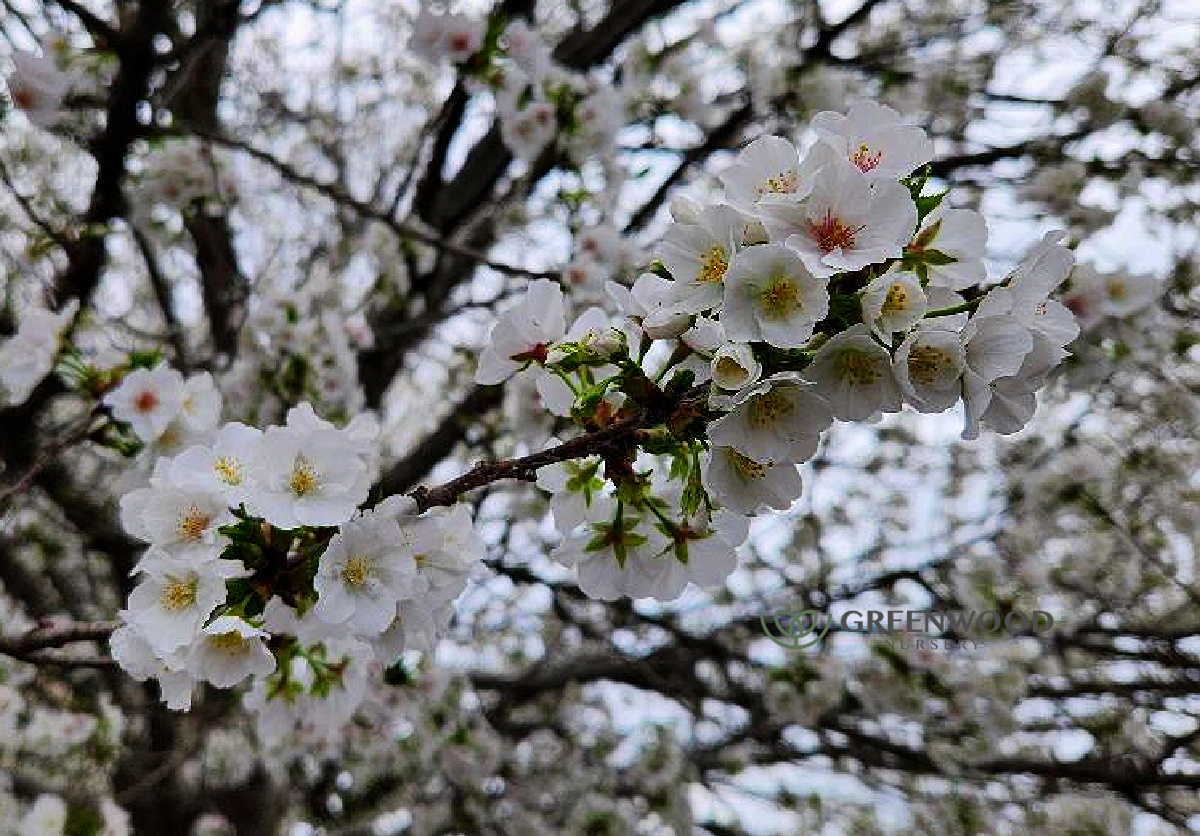 Yoshino Cherry Tree