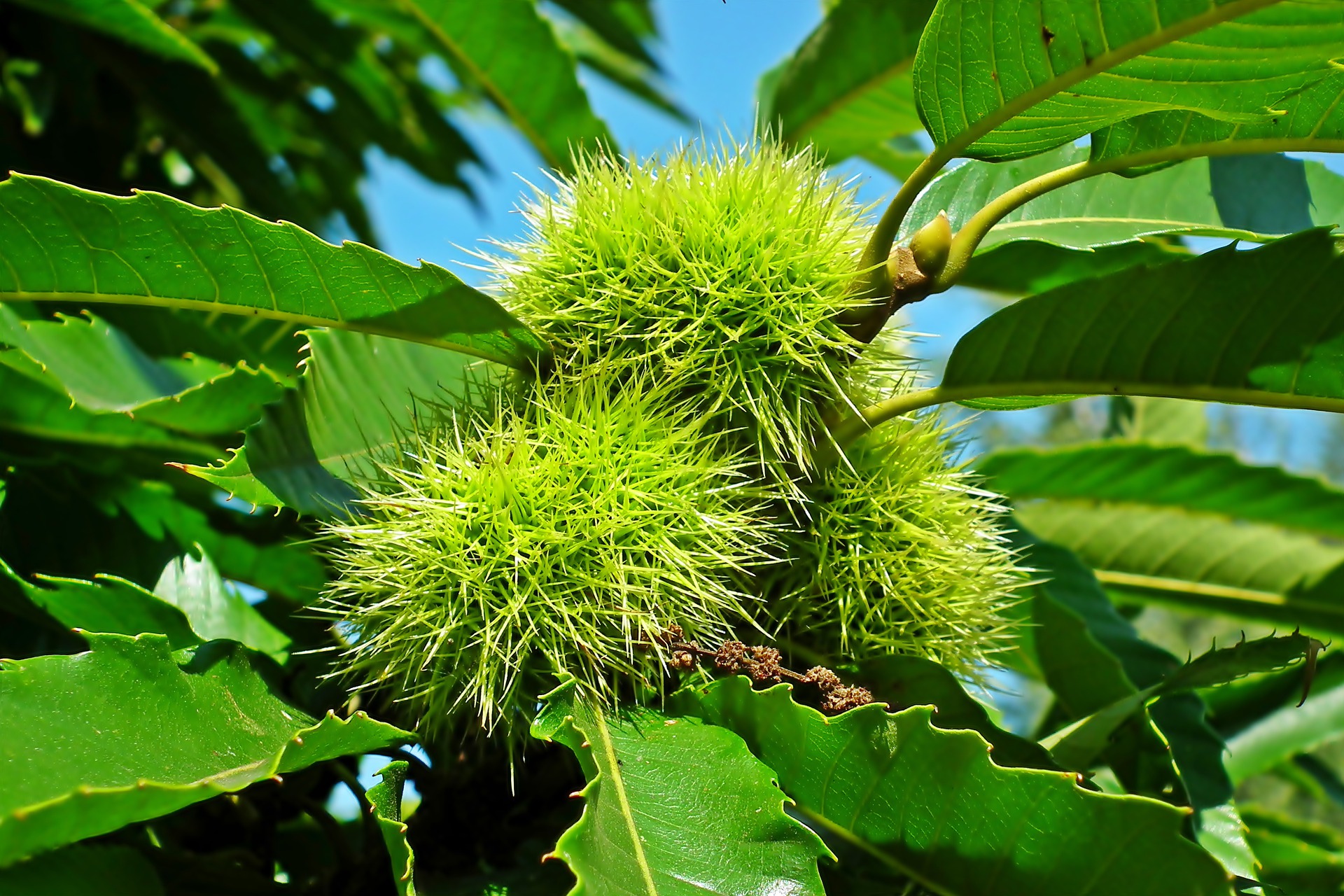 GSP Celestial Chestnut Trees (25 trees per order)