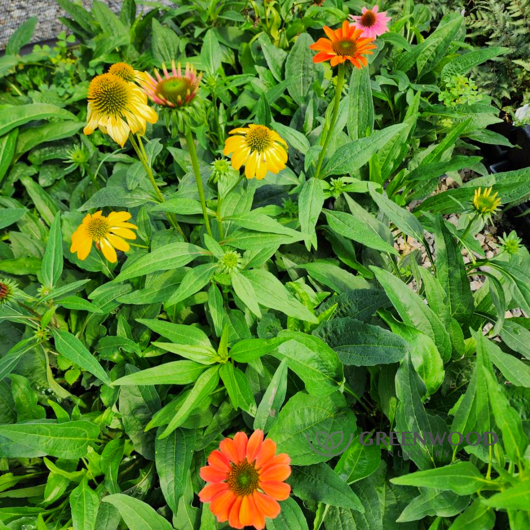 Cheyenne Spirit Coneflower