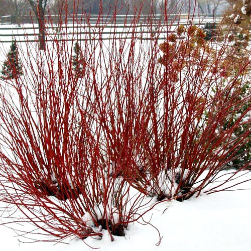 Arctic Fire Red Dogwood Shrubs