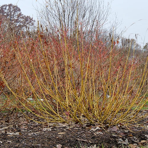 Arctic Fire Yellow Dogwood