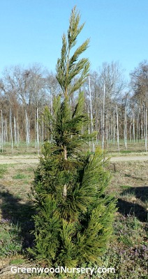 Cryptomeria Yoshino Cedar