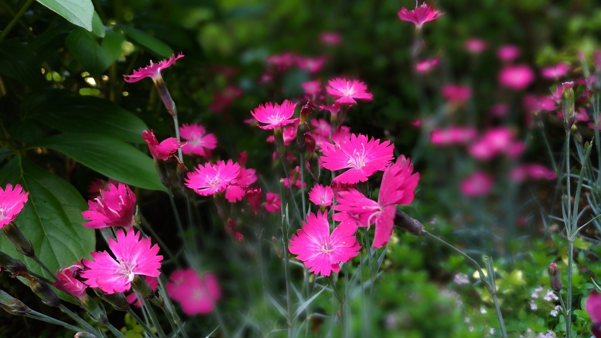 Dianthus Firewitch