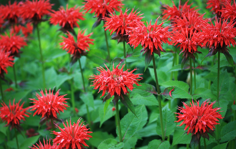 Monarda Fire Ball Bee Balm