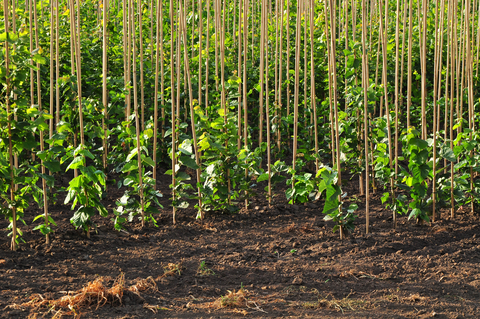 Hybrid Poplar Trees