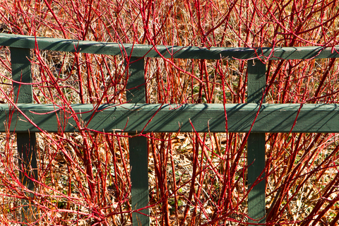 Red Twig Dogwood Shrubs