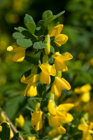 Caragana Siberian Peashrub