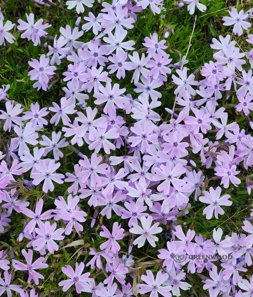 Emerald Blue Creeping Phlox