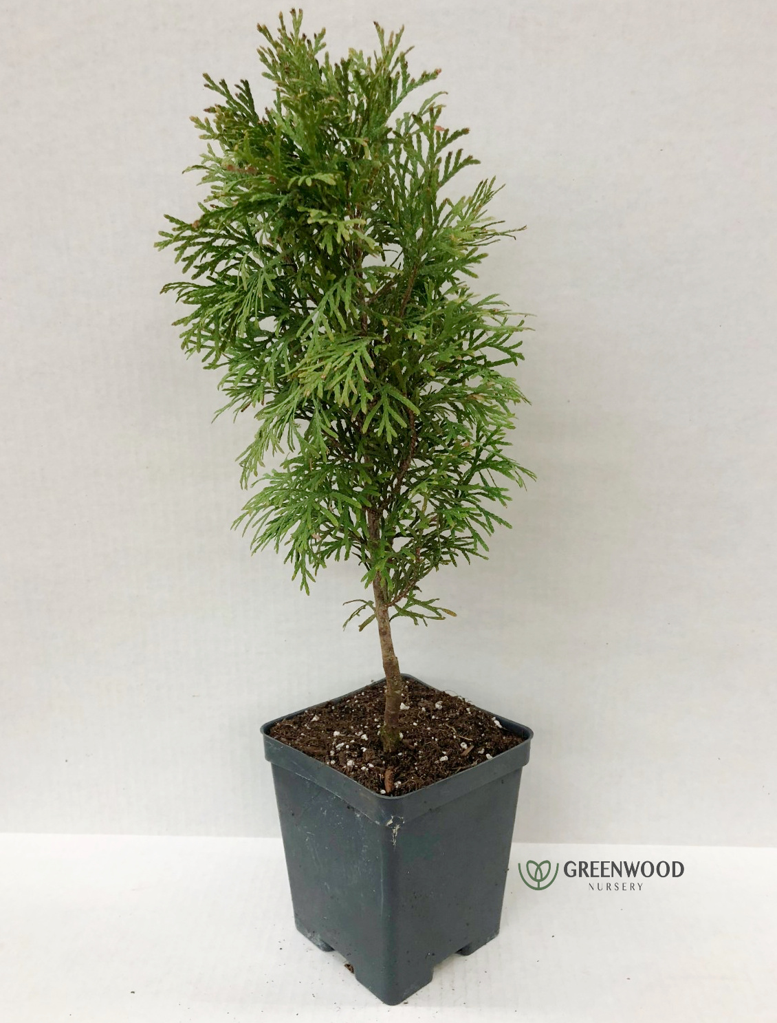 Emerald Green Arborvitae