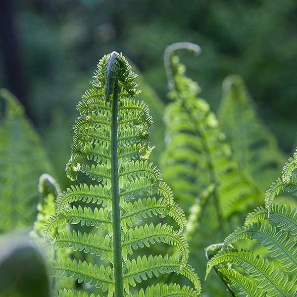 Ostrich Ferns