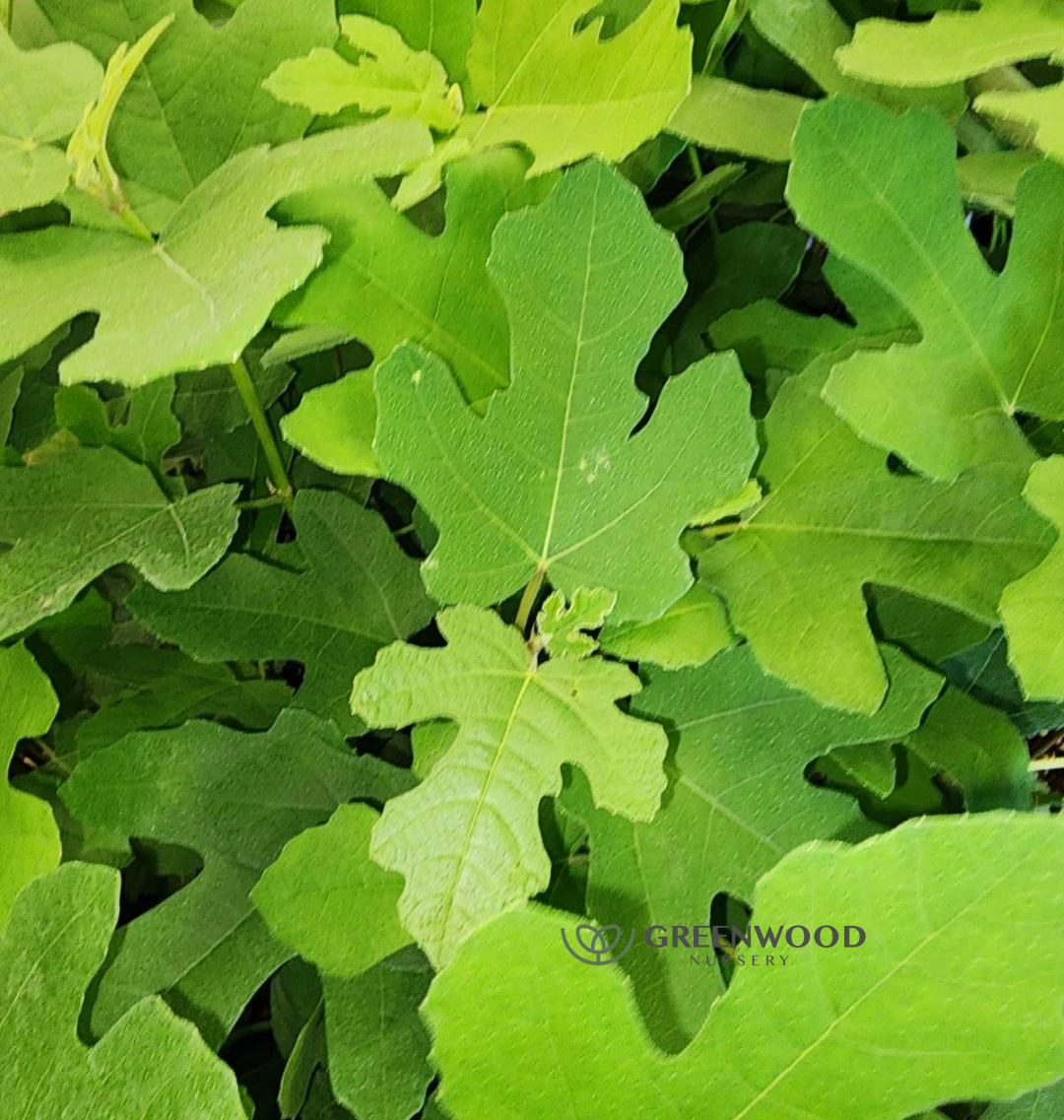 Fignomenal Dwarf Fig Tree