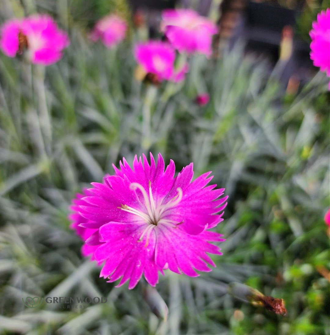 Dianthus Firewitch