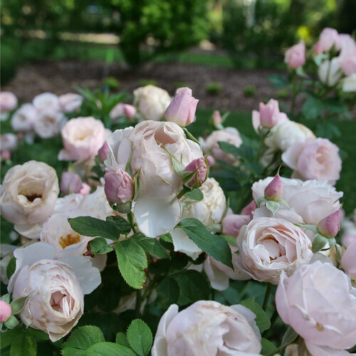 Rosa Flavorette Pear'd | Edible Rose