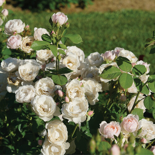 Rosa Flavorette Pear'd | Edible Rose