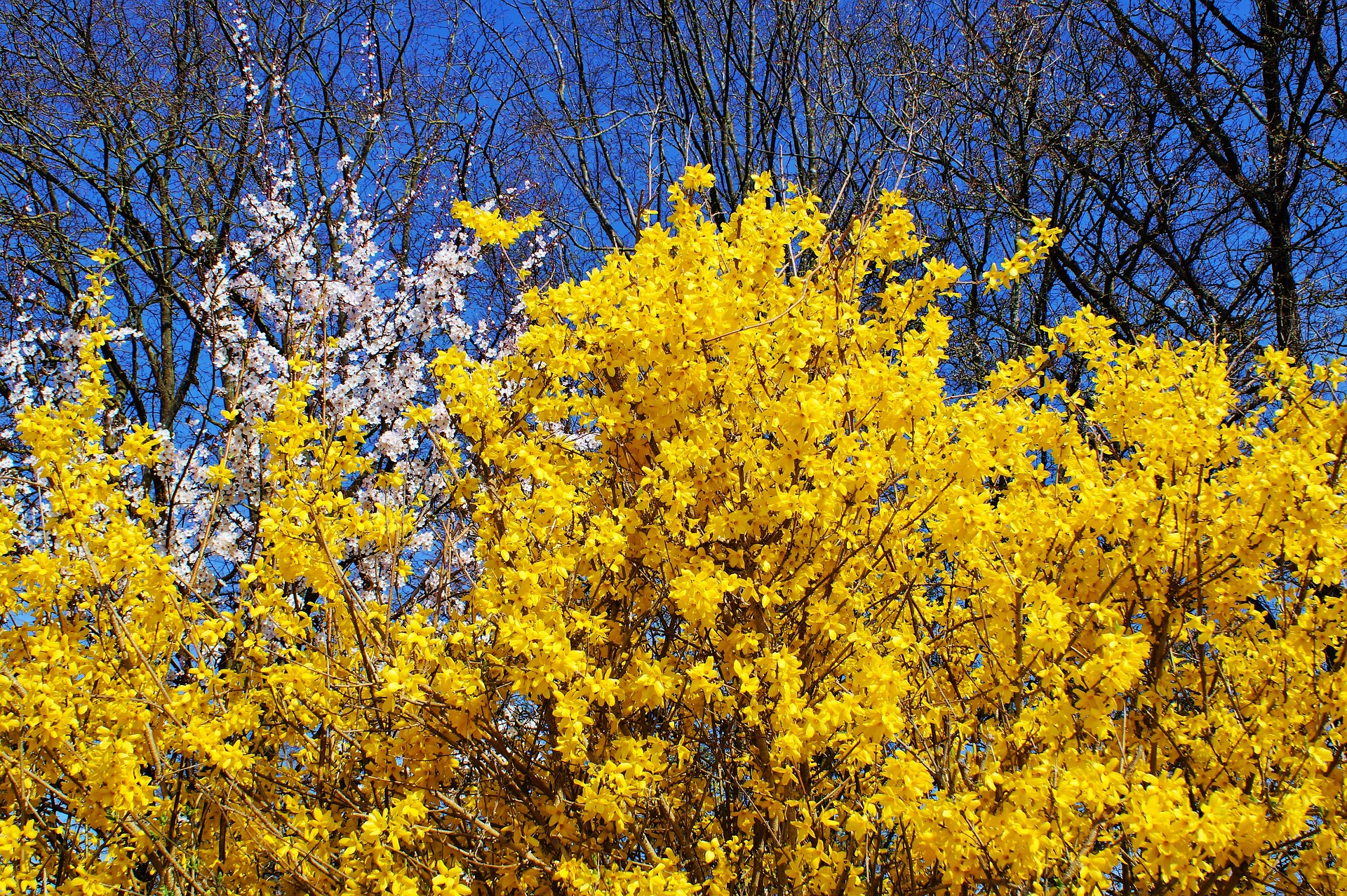 Golden Forsythia Bushes