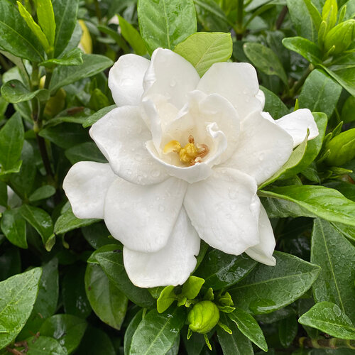 Gardenia Pillow Talk