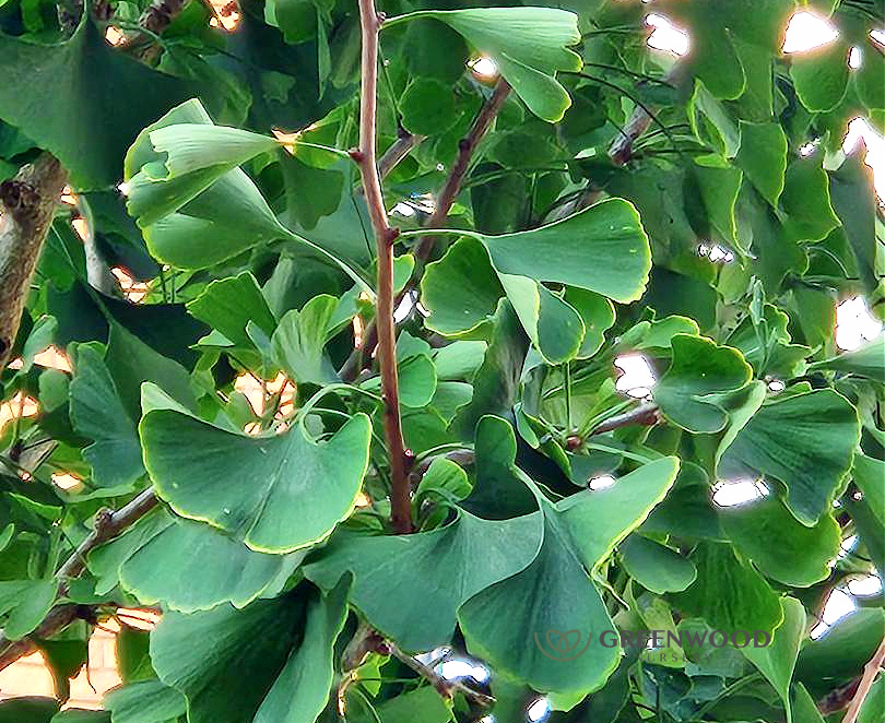 Ginkgo Biloba Tree