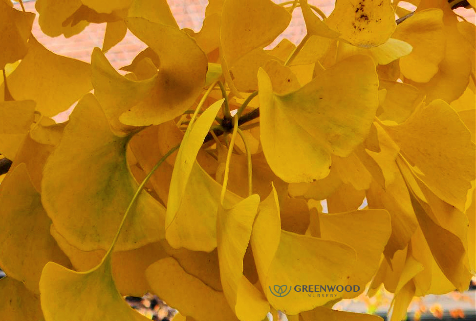 Ginkgo Biloba Tree