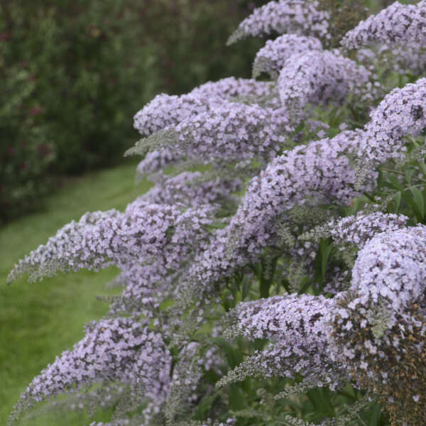 'Grand Cascade' Buddleia