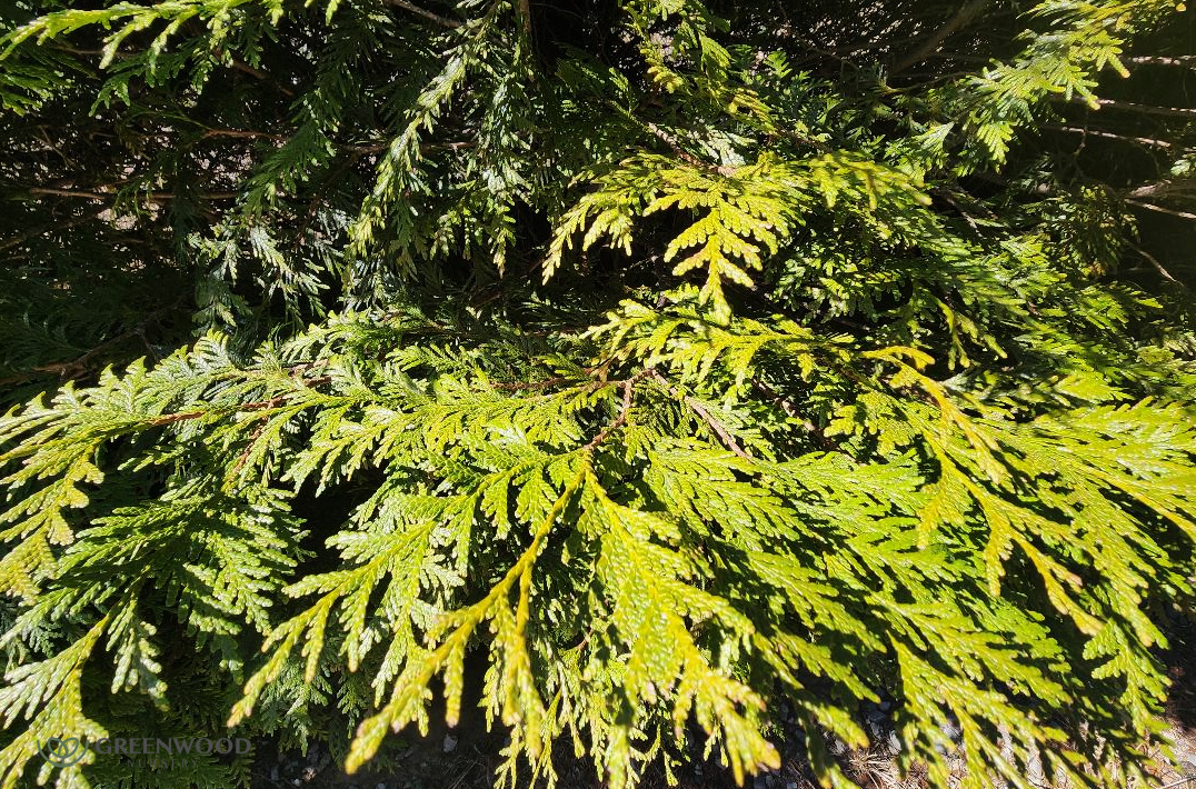 Thuja Green Giant