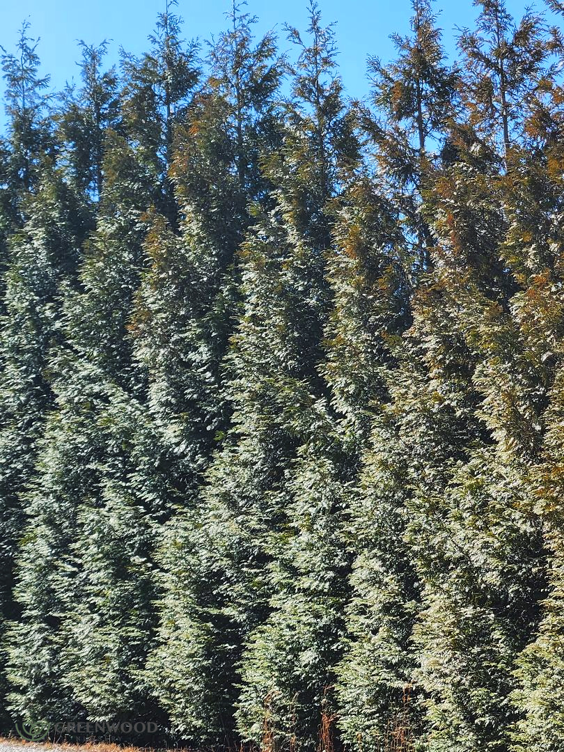 Thuja Green Giant