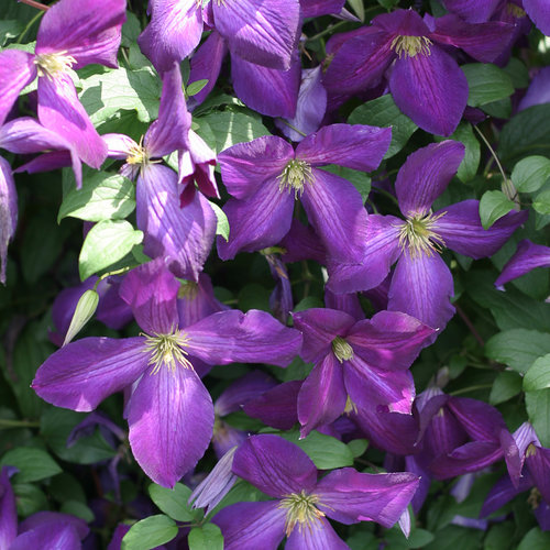 Happy Jack Clematis