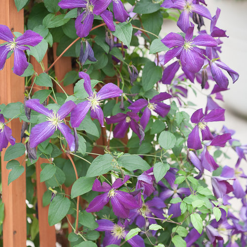 Happy Jack Clematis