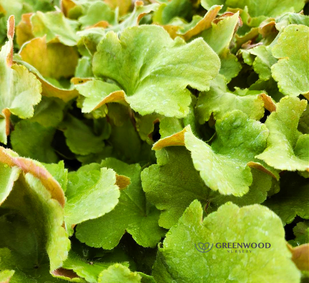 Caramel Heuchera