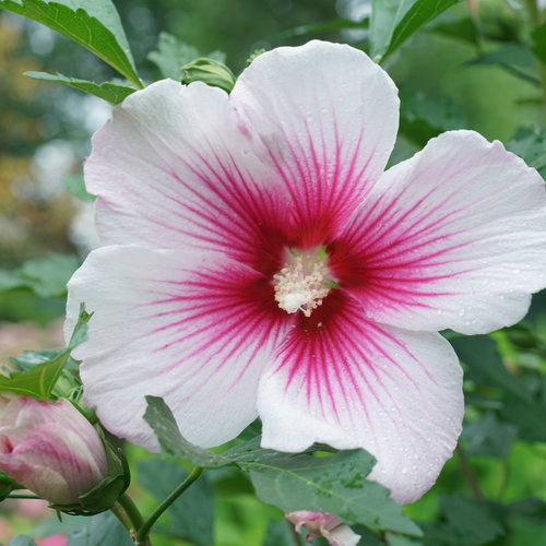 Paraplu Pink Ink Hibiscus