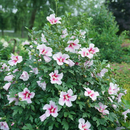 Paraplu Pink Ink Hibiscus