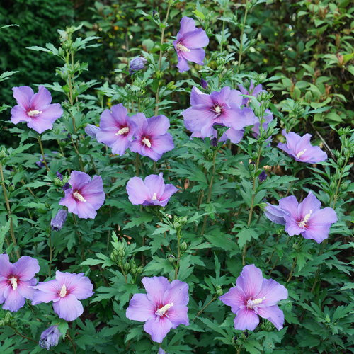 Hibiscus Paraplu Violet