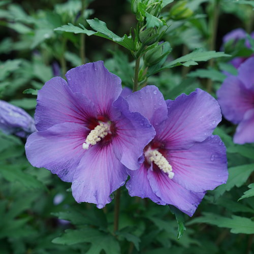 Hibiscus Paraplu Violet